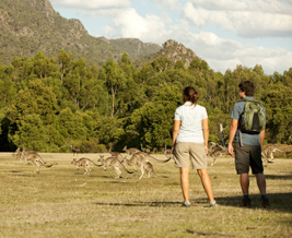 GRAMPIANS WILDLIFE 267x218