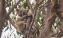 Koala in treetop awake Wildlife Wonders Apollo Bay