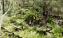 Wildlife Wonders Guide in Rainforest 3