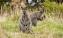 Wildlife Wonders wallabies