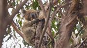 Koala in treetop awake Wildlife Wonders Apollo Bay