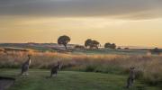 SandsTorquay Kangaroos