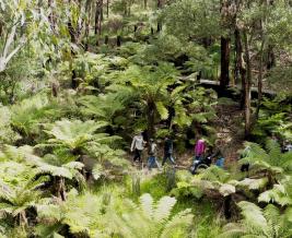 Wildlife Wonders Guide in Rainforest 3