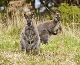 Wildlife Wonders wallabies