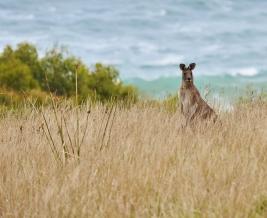 WildlifeWonders wallaby