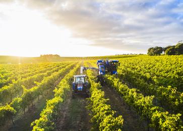 Bests Wines harvesting by Marcus Thomson 2021