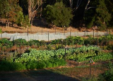 Brae Kicthen garden1