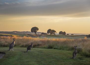 SandsTorquay Kangaroos