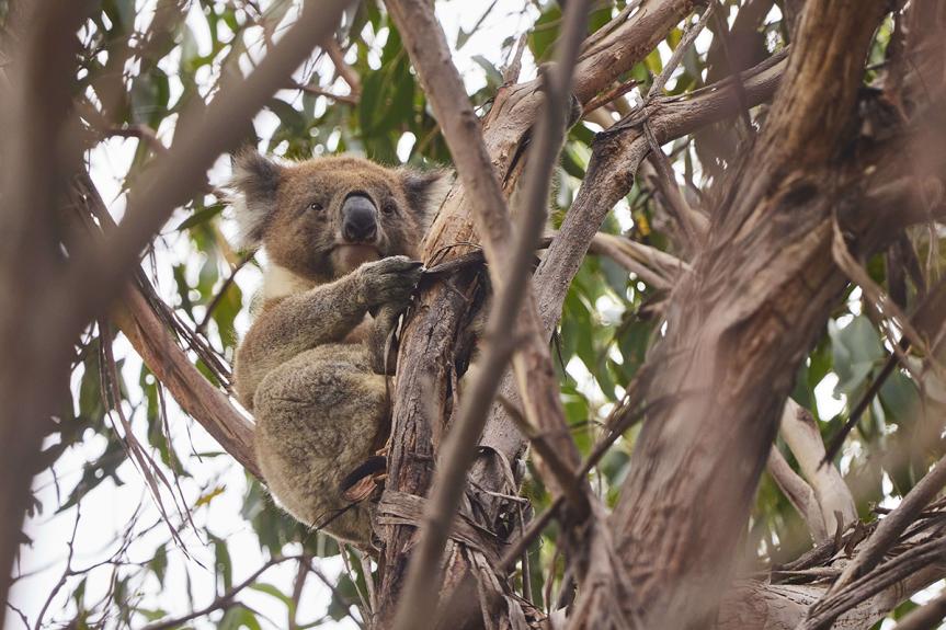 Koala in treetop awake Wildlife Wonders Apollo Bay