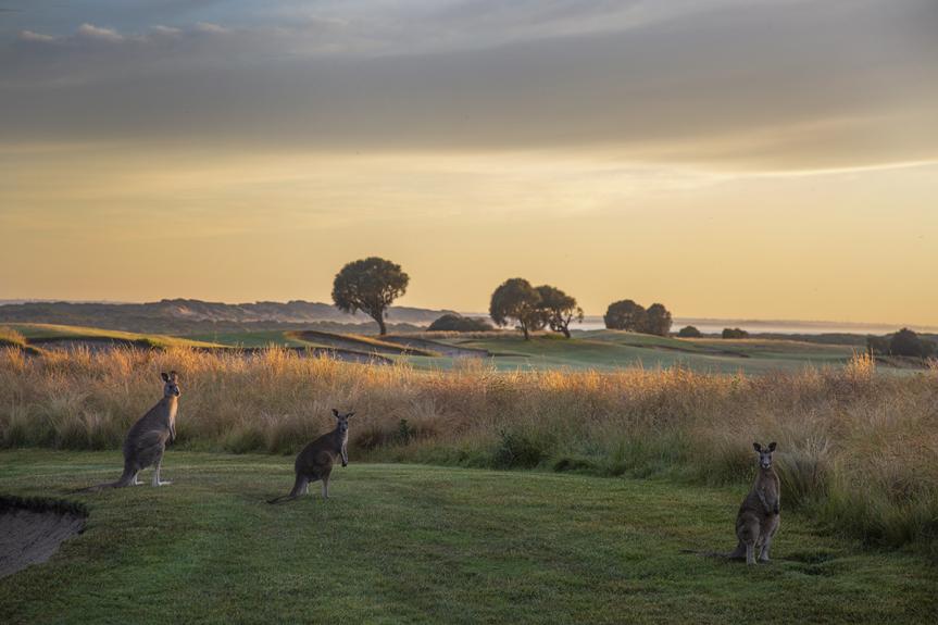 SandsTorquay Kangaroos