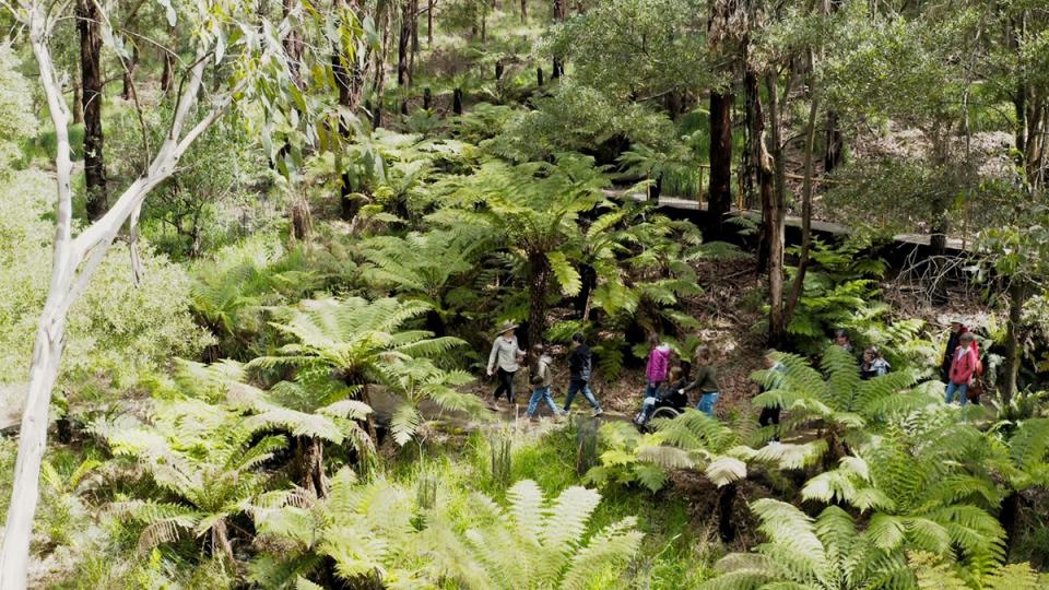 Wildlife Wonders Guide in Rainforest 3