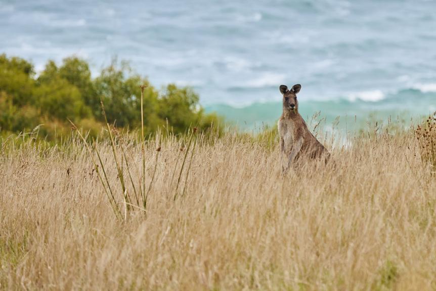 WildlifeWonders wallaby